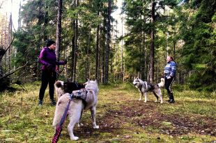 Voyage Russie - Husky, dog trekking à Saint Pétersbourg