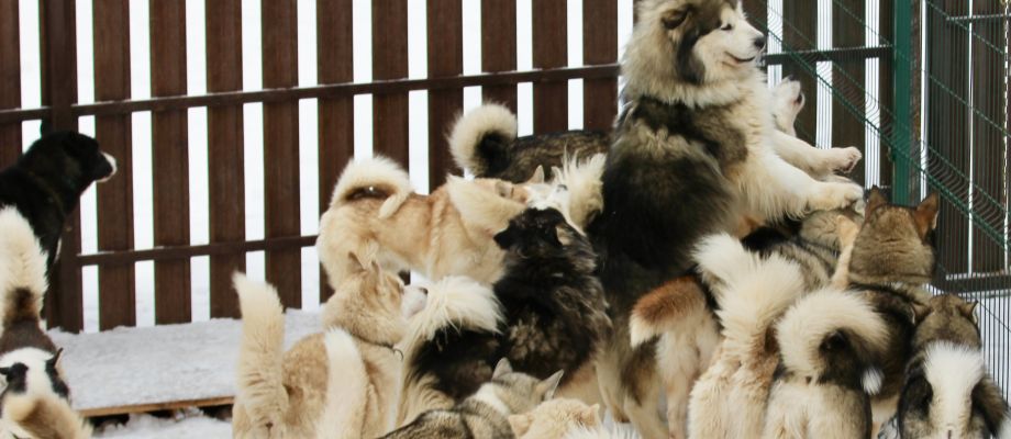 Chiens de traineau Huskys, Voyage Russie