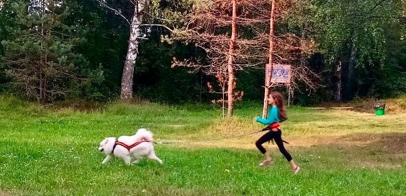 Voyage Russie - Husky, dog trekking à Saint Pétersbourg