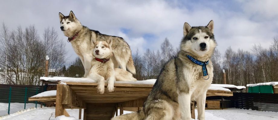 Chiens de traineau Huskys, Voyage Russie