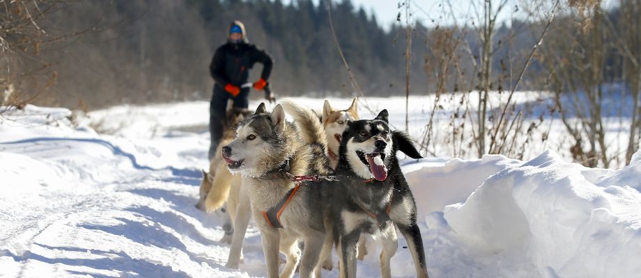 Chiens de traineau Huskys, Voyage Russie