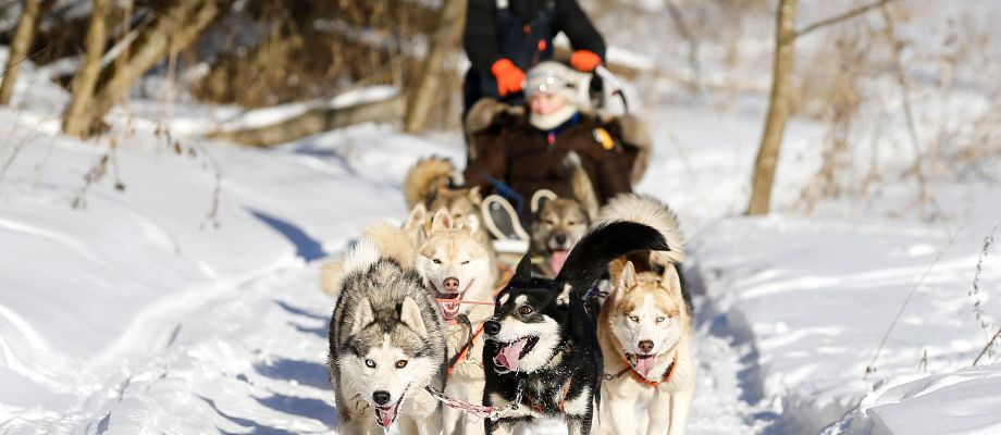 Chiens de traineau Huskys, Voyage Russie