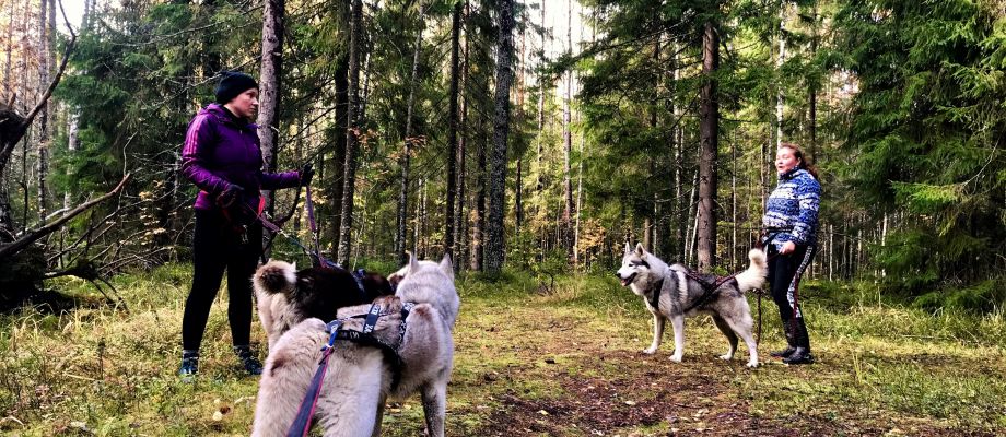 Voyage Russie - Husky, dog trekking à Saint Pétersbourg