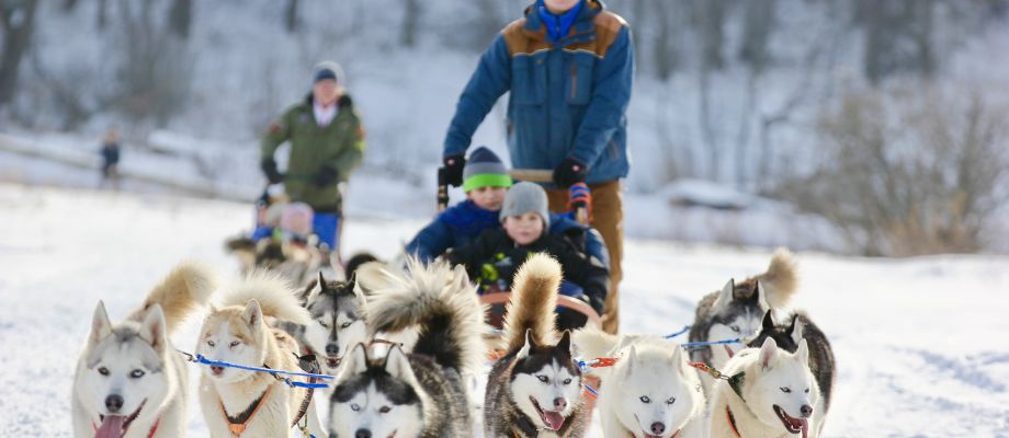 Chiens de traineau Huskys, Voyage Russie