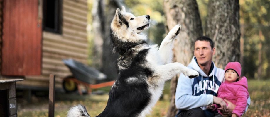 Voyage Russie - Husky, dog trekking à Saint Pétersbourg