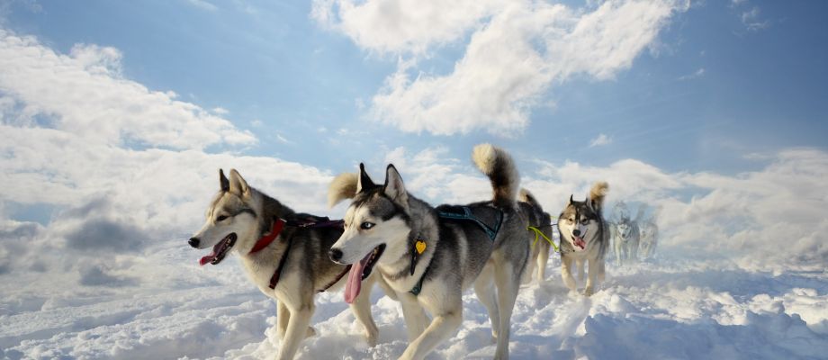 Voyage Russie - Husky